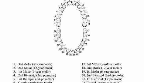 8 Best Images of Tooth Chart Printable Full Sheet - Dental Chart Teeth