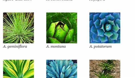 many different types of plants and their names
