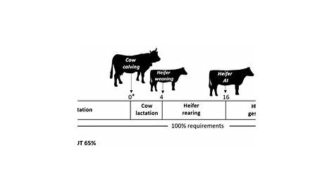 gestation period for cows chart