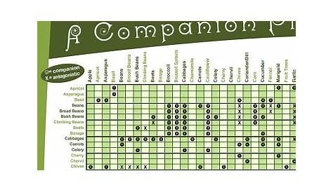 vegetable companion planting chart pdf