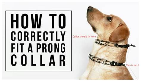 how to fit herm sprenger prong collar