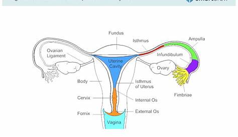female reproductive system diagram no labels