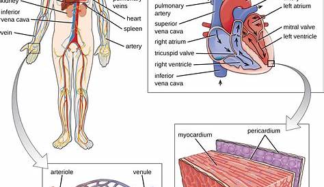 Anatomy of the Circulatory and Lymphatic Systems | Microbiology