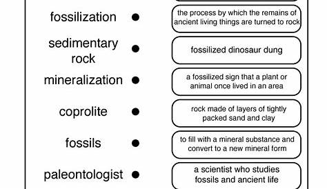 Fossils: Fossils Worksheet