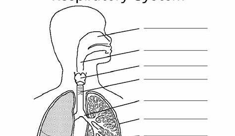respiratory system worksheets