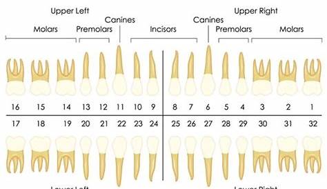 Dental Chart With Numbers