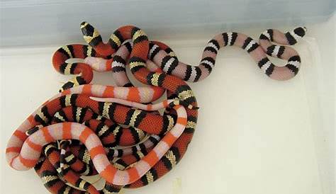 Honduran Milk Snake Breeding Tips - Reptiles Magazine
