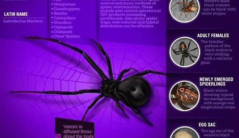 Dangerous Spiders, Spiders And Snakes, Survival Tips, Survival Skills