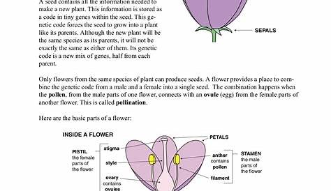 structure of a flower worksheets answers