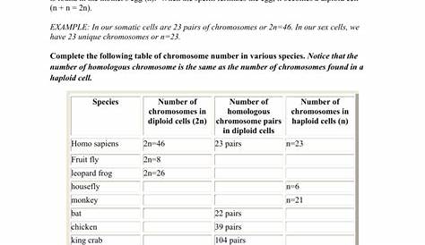 Chromosome Worksheet