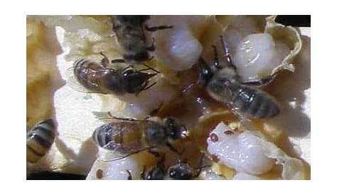 varroa mite control methods