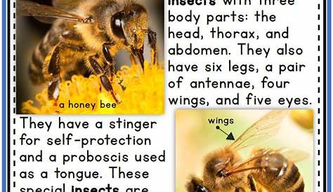 Parts of a Bee, Life in a Bee Colony, How Honey is Made, Honey Bees for