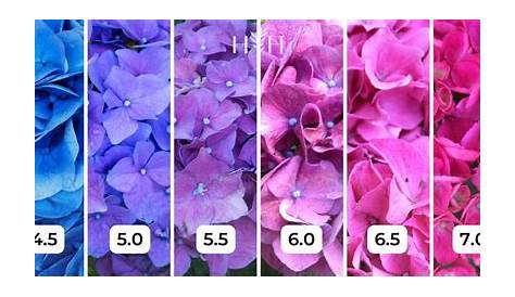 Hydrangea color chart 🌸🌈 Navigate hues for the perfect garden palette
