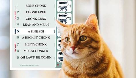 Purrrrina Body Chonk System Chart Cat Fat | Etsy