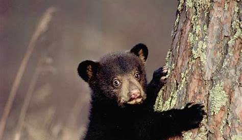 Quick Black Bear Facts - North American Bear CenterNorth American Bear