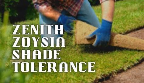Can Your Lawn Handle the Zenith Zoysia Shade Tolerance? - Outdoorstip