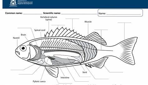 Fish Anatomy Worksheets Free Printable - Free Printable Worksheet