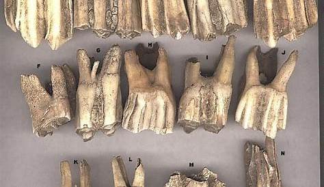 fossilized mammal teeth - Google Search | Fossil teeth, Shark tooth fossil