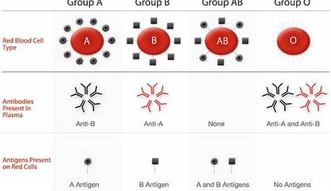 blood group transfusion chart