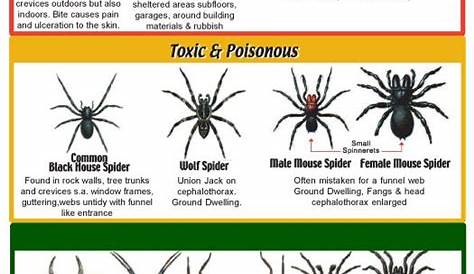 Spider Identification Chart | good to know | Pinterest | Spider