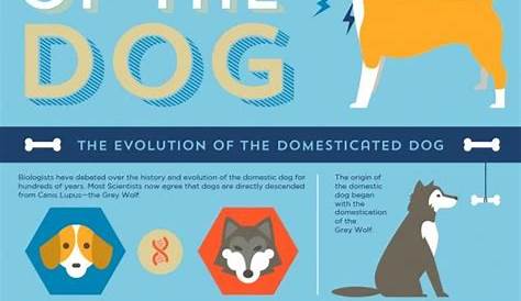 evolution of dogs chart