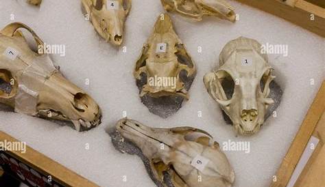 small animal skull identification