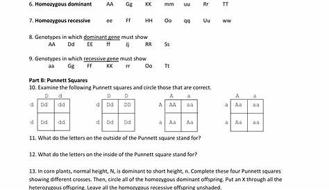 Punnett Square Worksheet Answer Key Human Characteristics | Printable
