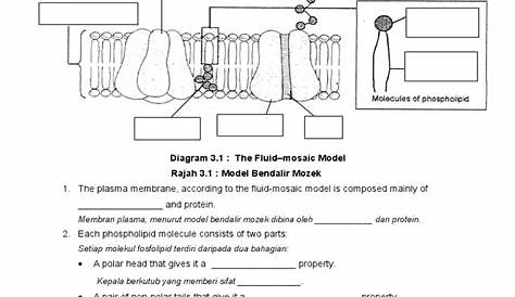 membrane structure worksheet answers
