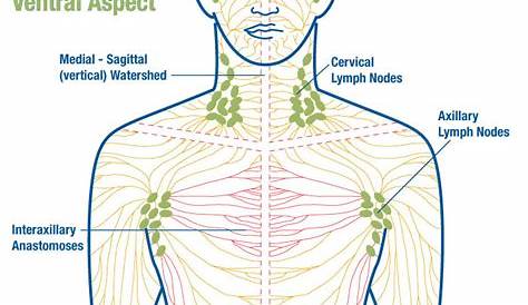 Manual Lymphatic Drainage | Central Coast Lymphedema & Wound Care