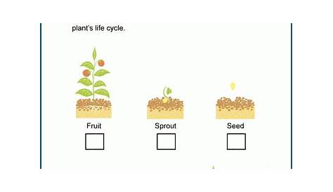 39 life cycle of a seed worksheet - Worksheet Online