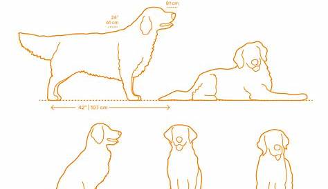 golden retriever height chart