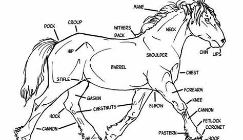 horse anatomy worksheet