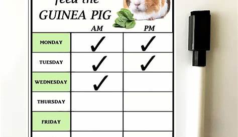 Guinea Pig Feeding Chart ‘Did You feed the Guinea Pig’ Unique Dry Wipe