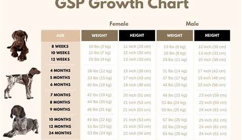 german shorthaired pointer size chart