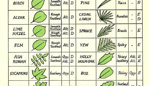 vegetable leaf identification chart