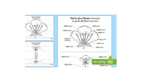 parts of a flower labelling worksheet