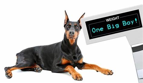 Doberman Weight: Growth Curve and Average Weights – Doberman Planet