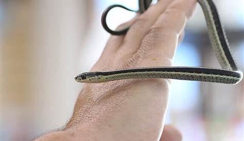 How to Care for Your Garter Snake - Allan's Pet Center