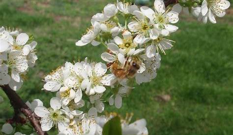 plum flower pollination bee