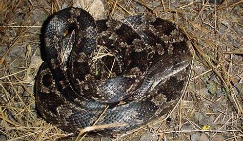 Common and Large Snakes in the Dallas Fort Worth area