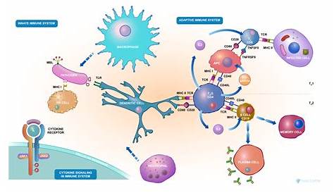 immune system flow chart