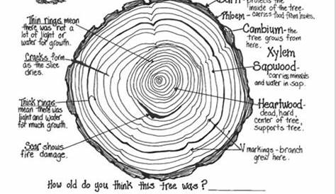 Identifying Tree Ring Characteristics Activity/Lesson Plan | Nature