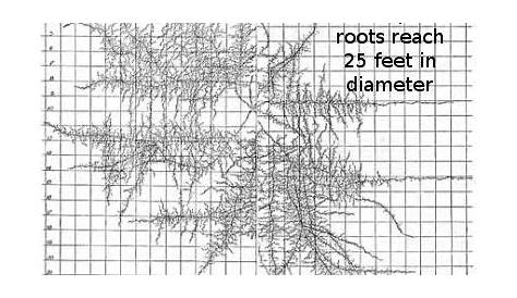 plant root depth chart