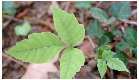 Poison ivy, poison sumac, more: Identify plants that can hurt you in Pa.
