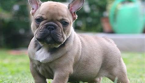 how old can a french bulldog get