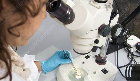 Forensic bone analysis - Stock Image - H200/0647 - Science Photo Library
