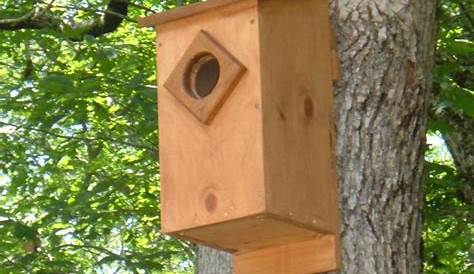 Screech Owl House Plans: How to Build a Screech Owl Box - FeltMagnet