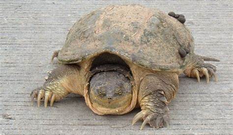 Żółw jaszczurowaty złapany pod Warszawą; to gatunek niebezpieczny dla