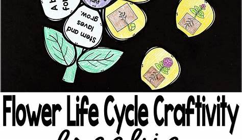 free printable life cycle of a flower