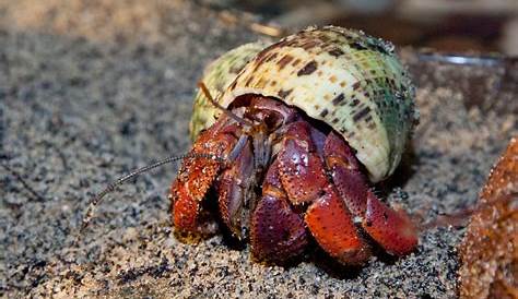 how big do pet hermit crabs get